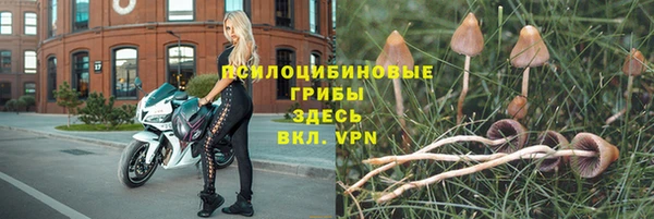 PSILOCYBIN Богородицк